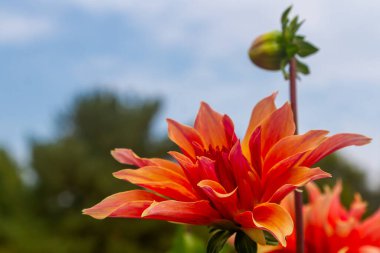 Parlak Turuncu Dahlia Mavi Gökyüzüne Karşı Çiçek Açıyor. Yüksek kalite fotoğraf