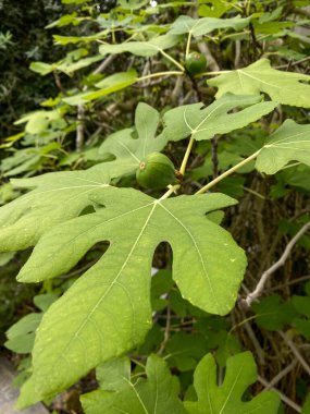 Toy İncir Ağacı dalında yetişen olgunlaşmamış incirler. Yüksek kalite fotoğraf