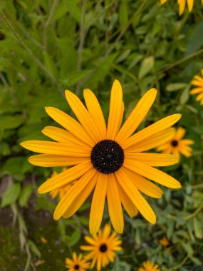 Parlak Sarı Papatya Çiçeği Bir Bahçede Yakın plan. Yüksek kalite fotoğraf