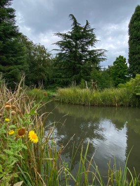 Yaban Çiçekleri ve Uzun Ağaçlı Huzurlu Gölet. Yüksek kalite fotoğraf