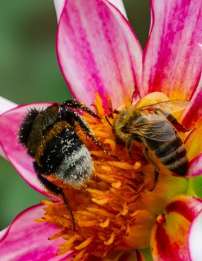 Bumblebee ve Balarısı Çiçek 'ten Nektar Topluyor. Yüksek kalite fotoğraf