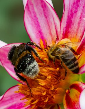 Bumblebee and Honeybee Collecting Nectar from Flower. High quality photo clipart