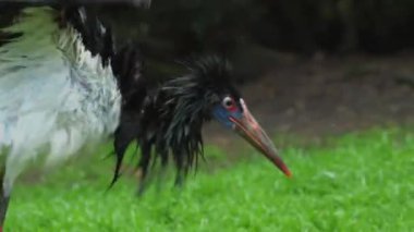 Abdim 'in Leyleği. Afrika 'nın Göçmen Mucizesi. Ciconia abdimii.