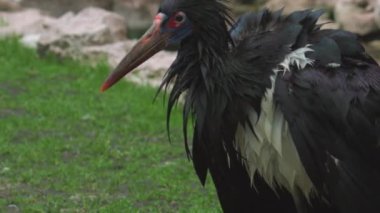 Abdim 'in Leyleği. Afrika 'nın Göçmen Mucizesi. Ciconia abdimii.