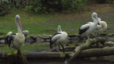 Avustralya Pelikanı. Avustralya sularında süzül. Pelecanus conspicillatus. Yüksek kaliteli FullHD görüntüler