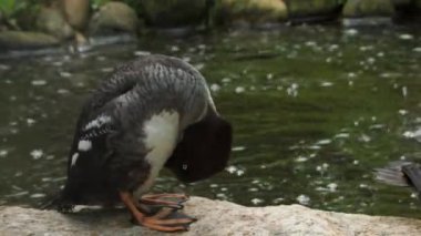 Barrows Goldeneye iş başında. Bucephala islandica. Yüksek kaliteli FullHD görüntüler