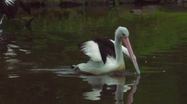 Avustralya Pelikanı. Avustralya sularında süzül. Pelecanus conspicillatus. Yüksek kaliteli FullHD görüntüler