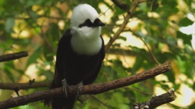 Siyah-Beyaz Kahkaha Ardıcı Doğal Yaşam Alanında. Yüksek kaliteli FullHD görüntüler. Garrulax bicolor