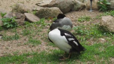 Barrows Goldeneye iş başında. Bucephala islandica. Yüksek kaliteli FullHD görüntüler