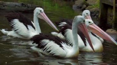 Avustralya Pelikanı. Avustralya sularında süzül. Pelecanus conspicillatus. Yüksek kaliteli FullHD görüntüler