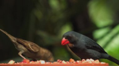 Doğal ortamında siyah boğazlı Grosgaga. Pheucticus melanocephalus. Yüksek kaliteli FullHD görüntüler