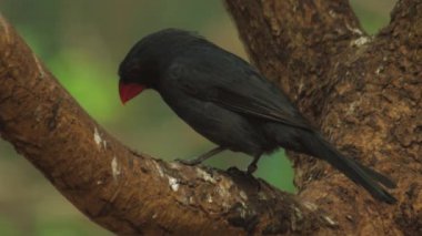 Doğal ortamında siyah boğazlı Grosgaga. Pheucticus melanocephalus. Yüksek kaliteli FullHD görüntüler