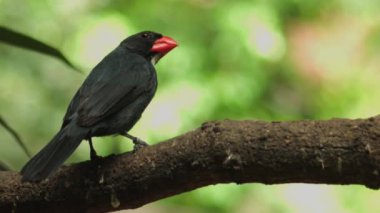 Doğal ortamında siyah boğazlı Grosgaga. Pheucticus melanocephalus. Yüksek kaliteli FullHD görüntüler