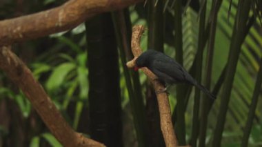 Doğal ortamında siyah boğazlı Grosgaga. Pheucticus melanocephalus. Yüksek kaliteli FullHD görüntüler