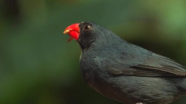 Doğal ortamında siyah boğazlı Grosgaga. Pheucticus melanocephalus. Yüksek kaliteli FullHD görüntüler