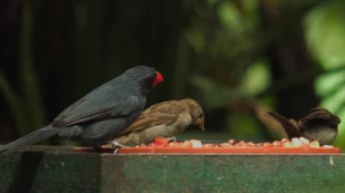 Doğal ortamında siyah boğazlı Grosgaga. Pheucticus melanocephalus. Yüksek kaliteli FullHD görüntüler