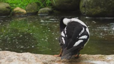 Barrows Goldeneye iş başında. Bucephala islandica. Yüksek kaliteli FullHD görüntüler