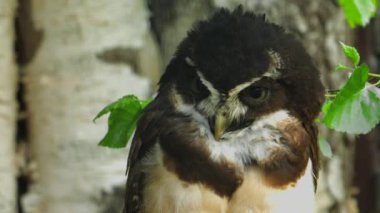 Gözlüklü Baykuş Doğal Yaşam Alanında. Pulsatrix perspicillata. Yüksek kaliteli FullHD görüntüler