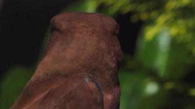 Doğal Yaşam Alanında Geniş gagalı Roller. Eurystomus glaucurus. Yüksek kaliteli FullHD görüntüler