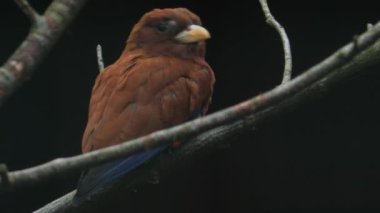 Doğal Yaşam Alanında Geniş gagalı Roller. Eurystomus glaucurus. Yüksek kaliteli FullHD görüntüler