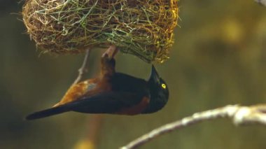 Vieillot Weaver yuvanın altında asılı duruyor ve yakın mesafeden uçuyor. Yüksek kaliteli FullHD görüntüler