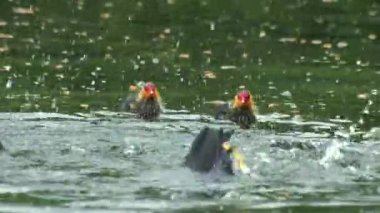 Şirin Coot Mom ve yuvadaki civcivler. Yüksek kaliteli FullHD görüntüler