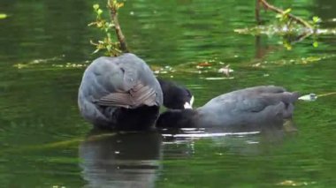 Şirin Coot Mom ve yuvadaki civcivler. Yüksek kaliteli FullHD görüntüler