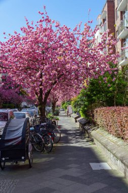 Sokak kiraz ağaçları ve park edilmiş bisikletlerle dolu.