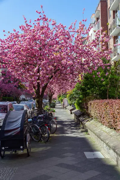 Sokak kiraz ağaçları ve park edilmiş bisikletlerle dolu.