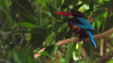Tropikal yaprakların arasında sakince dinlenen bu çarpıcı balıkçıyı izleyin. Canlı bir güzellik ve dinginliğin mükemmel anı..
