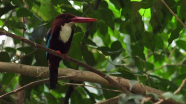 Tropikal yaprakların arasında sakince dinlenen bu çarpıcı balıkçıyı izleyin. Canlı bir güzellik ve dinginliğin mükemmel anı..