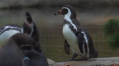 Humboldt penguenleri suyun yakınındaki kayalarda toplanırlar. Yüksek kaliteli FullHD görüntüler