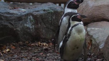 Humboldt penguenleri suyun yakınındaki kayalarda toplanırlar. Yüksek kaliteli FullHD görüntüler
