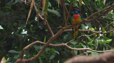 Renkli papağan sessizce bir ağaç dalına tünedi. Yüksek kaliteli FullHD görüntüler