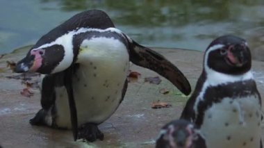 Humboldt penguenleri suyun yakınındaki kayalarda toplanırlar. Yüksek kaliteli FullHD görüntüler