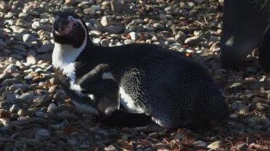 Humboldt penguenleri suyun yakınındaki kayalarda toplanırlar. Yüksek kaliteli FullHD görüntüler