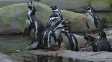 Humboldt penguenleri suyun yakınındaki kayalarda toplanırlar. Yüksek kaliteli FullHD görüntüler