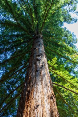 Gökyüzüne ulaşmak. Talltree. Doğa incelemesi. Yüksek kalite fotoğraf