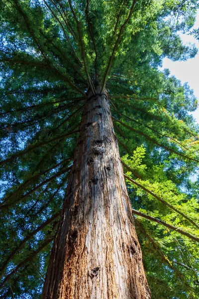 Gökyüzüne ulaşmak. Talltree. Doğa incelemesi. Yüksek kalite fotoğraf