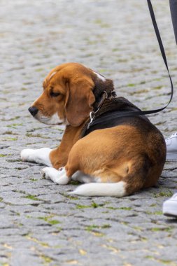 Beagle köpeği dinleniyor ve bir şehir caddesine bakıyor, yakın plan bir portre. Yüksek kalite fotoğraf