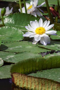 Yeşil nilüfer yapraklı sarı yapraklı beyaz nilüferler. Yüksek kalite fotoğraf