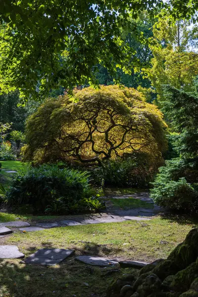 Bahçesinde güneş ışığı olan Japon akçaağacı. Yüksek kalite fotoğraf
