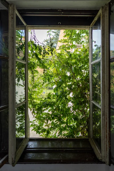 Alte Holzfenster Mit Blick Auf Den Sommergarten Öffnen Nahaufnahme — Stockfoto