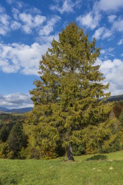 Güneşli bir sonbahar günü, Synevyr Geçidi 'nde ve mavi gökyüzü arka planında, Karpat dağlarının yanındaki sonbahar ormanının yanında güzel yeşil ladin. Batı Ukrayna