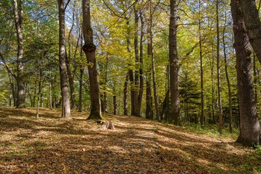 Sonbahar orman yaprakları Ekim ayında, Ukrayna 'nın sonbahar arka planında yer yüzüne düşer. Doğa konsepti