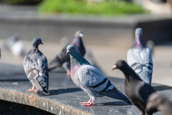 Grupowe Gołębie Siedzące Ulicy Zbliżenie — Zdjęcie stockowe
