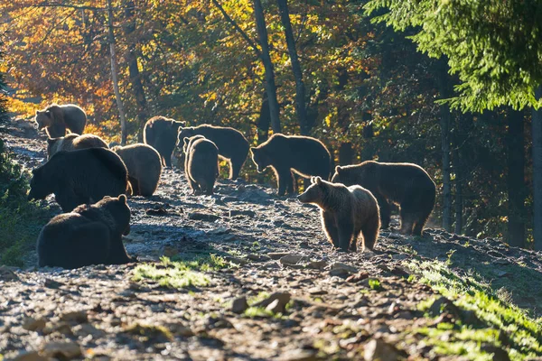 Grupo Ursos Pardos Nas Montanhas Dos Cárpatos Durante Amanhecer Dia — Fotografia de Stock