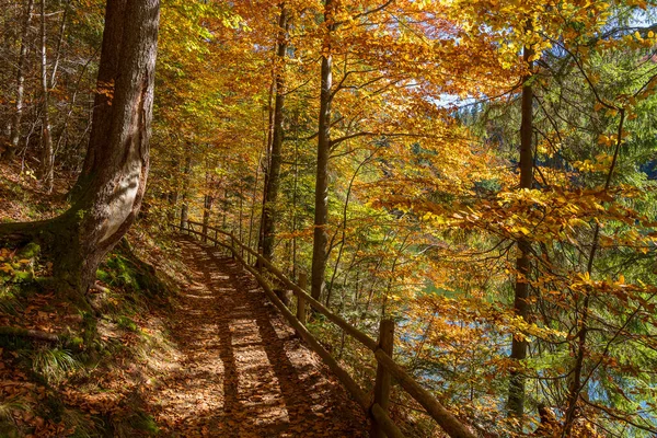 Beau Sentier Forestier Avec Une Clôture Bois Côté Lac Synevyr — Photo