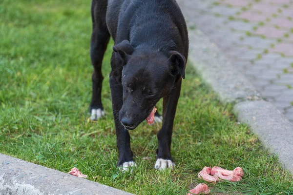 Czarny Bezdomny Pies Mięso Ulicy Zamyka Się Głodne Zwierzę Zjada — Zdjęcie stockowe