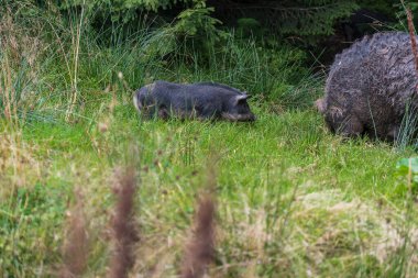 Group of wild black boars with children in the mountain forest in the Carpathians in summer, Ukraine, Europe. Concept of nature and environment